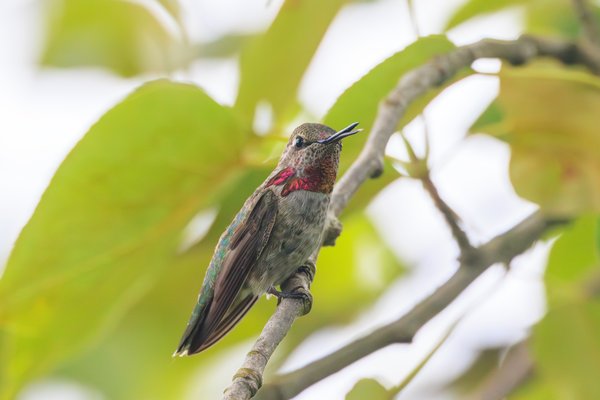 Anna's Hummingbird