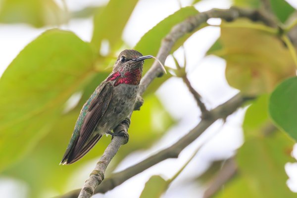 Anna's Hummingbird
