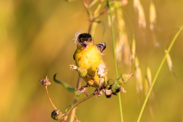 Lesser Goldfinch