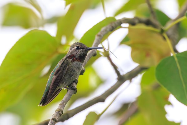 Anna's Hummingbird