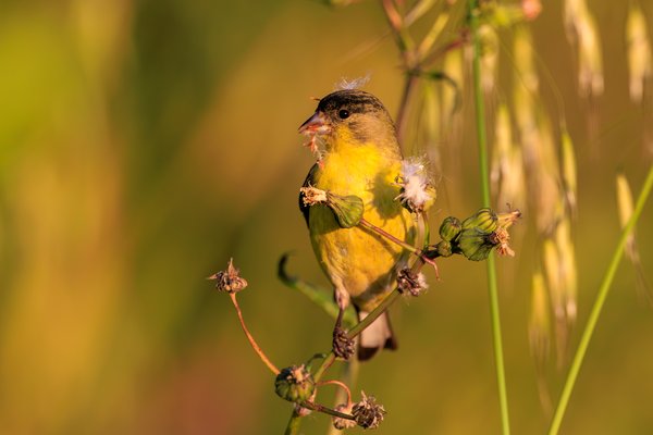 Lesser Goldfinch