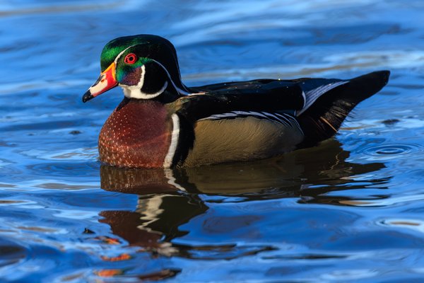 Wood Duck