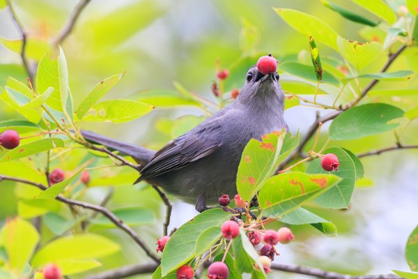 Gray Catbird