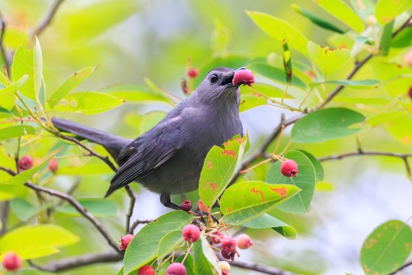 Gray Catbird