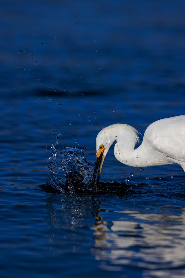 Snowy Egret