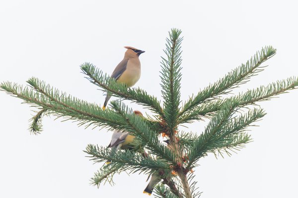Cedar Waxwing