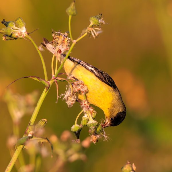 Lesser Goldfinch