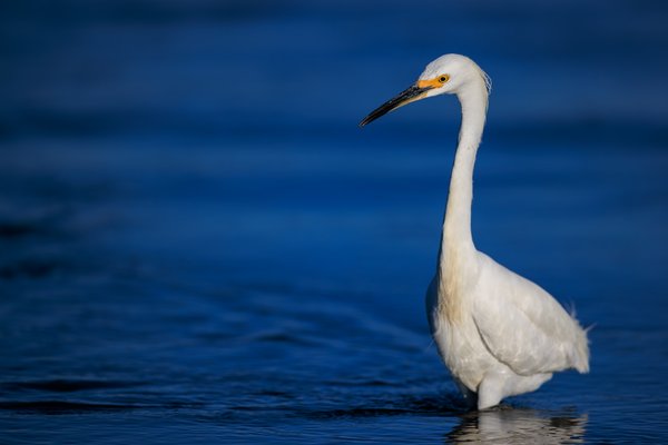 Snowy Egret