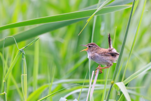 Marsh Wren