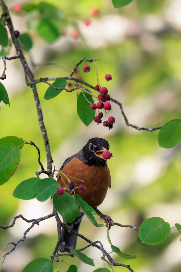 American Robin