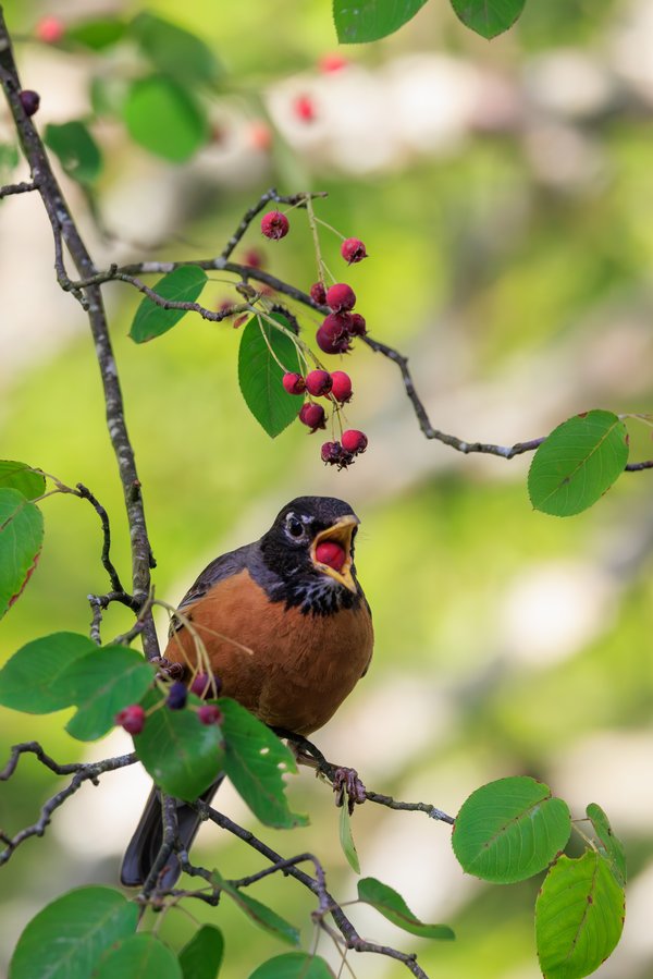 American Robin