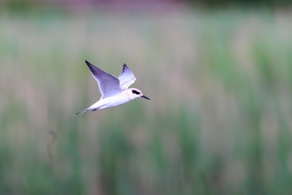 Forster's Tern