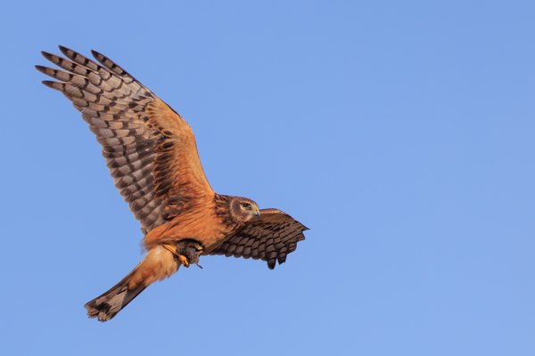 Northern Harrier