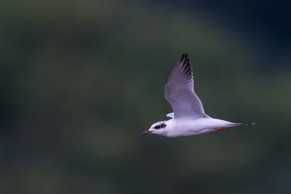 Forster's Tern
