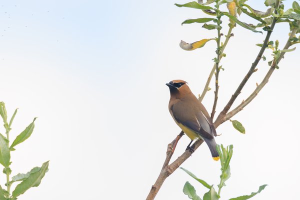 Cedar Waxwing