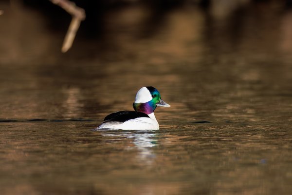 Bufflehead