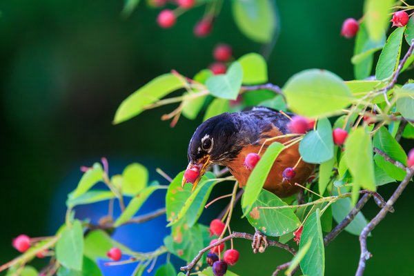 American Robin