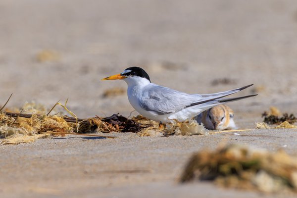 Least Tern