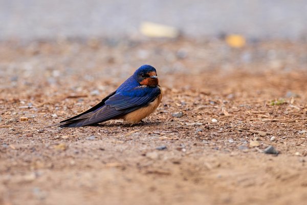 Barn Swallow