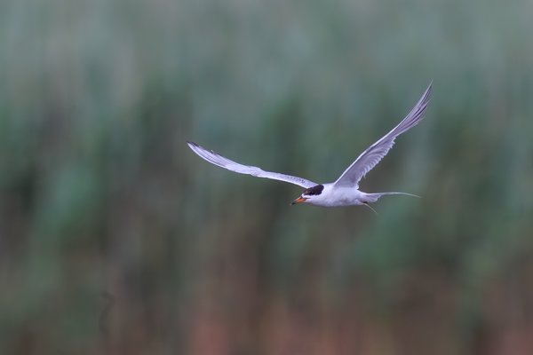 Forster's Tern