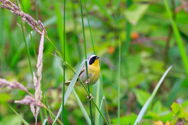 Common Yellowthroat