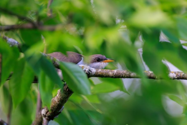 Yellow-billed Cuckoo