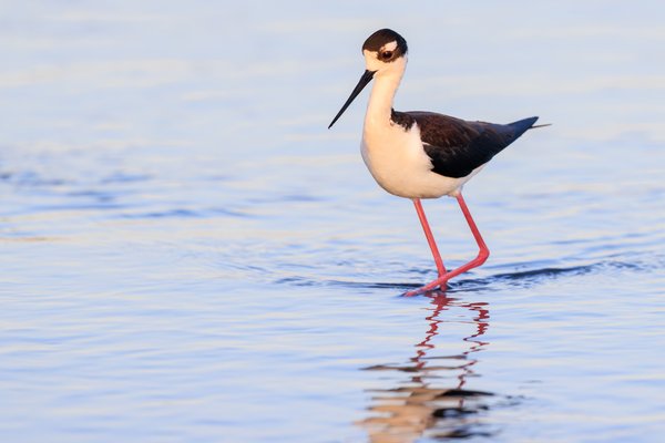 Black-necked Stilt