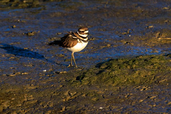 Killdeer