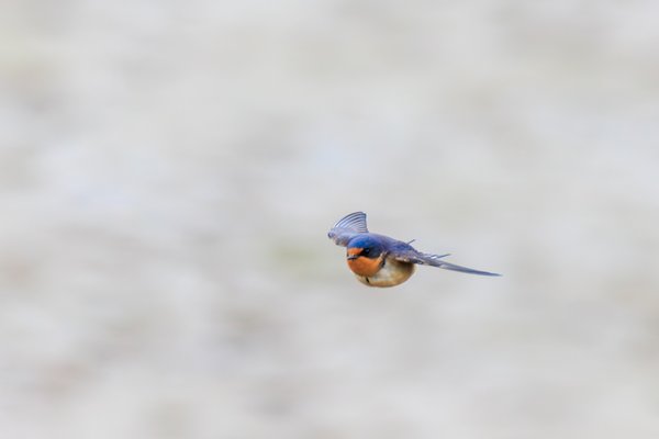 Barn Swallow