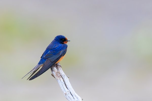 Barn Swallow