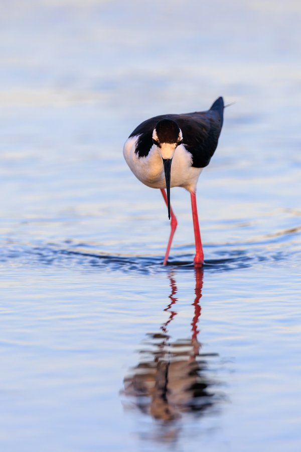Black-necked Stilt