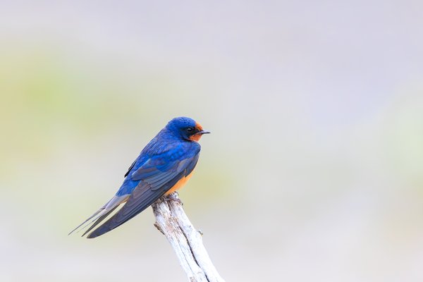 Barn Swallow