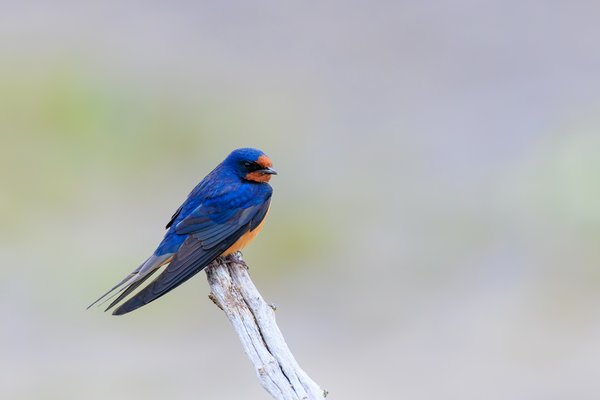Barn Swallow