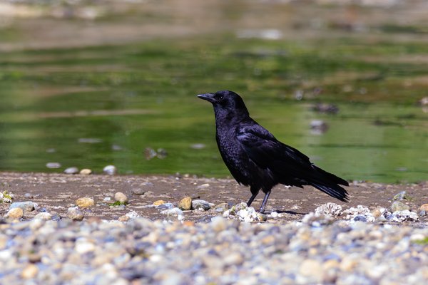 American Crow