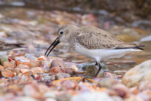 Dunlin