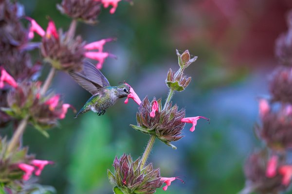 Anna's Hummingbird