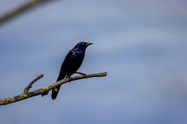 Common Grackle