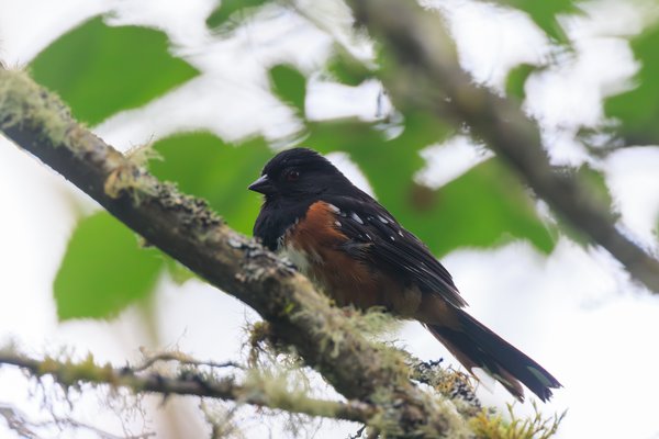 Spotted Towhee