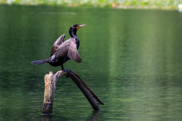 Double-crested Cormorant