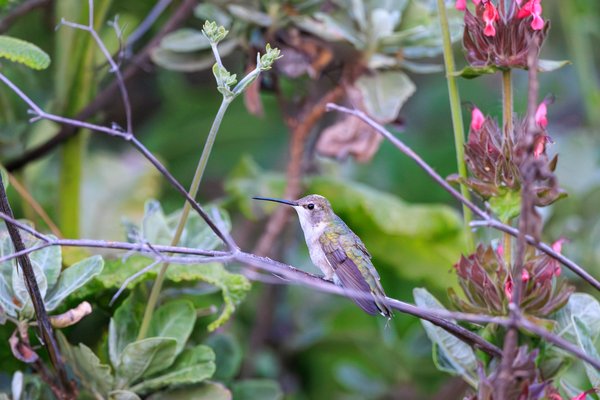 Anna's Hummingbird