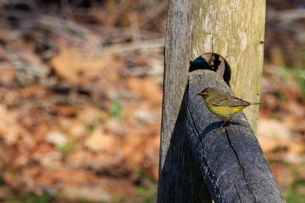 Palm Warbler