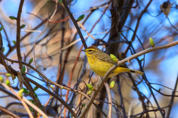 Palm Warbler