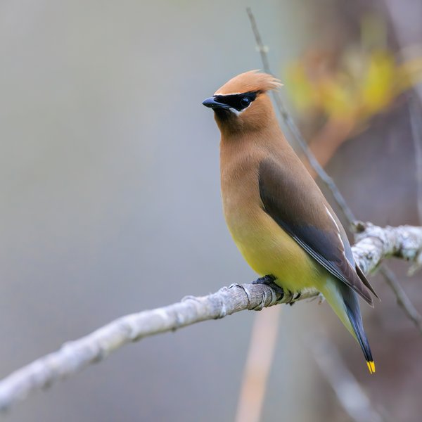 Cedar Waxwing