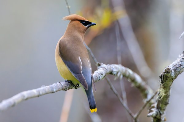 Cedar Waxwing