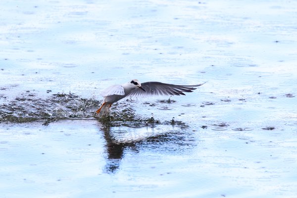 Forster's Tern