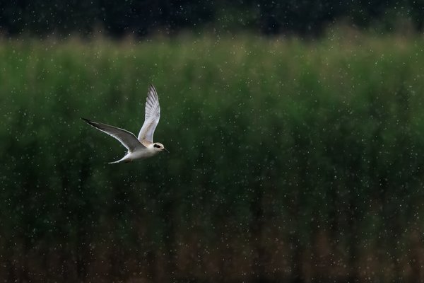 Forster's Tern