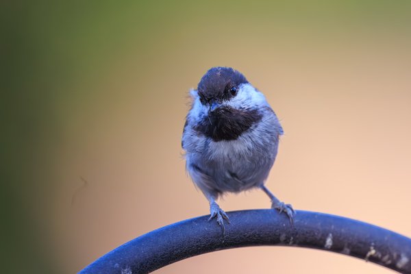 Chestnut-backed Chickadee