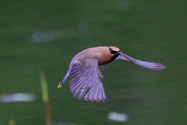 Cedar Waxwing