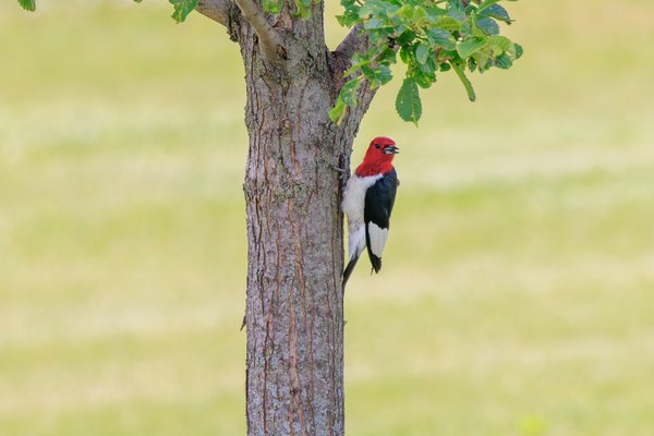 Red-headed Woodpecker
