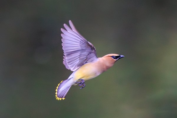 Cedar Waxwing